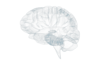 3d illustration of human brain 