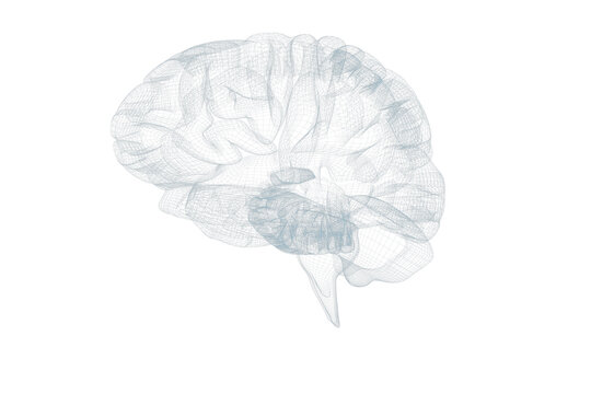 3d illustration of human brain 