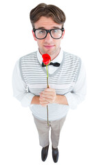 Obraz premium Geeky hipster holding a red rose