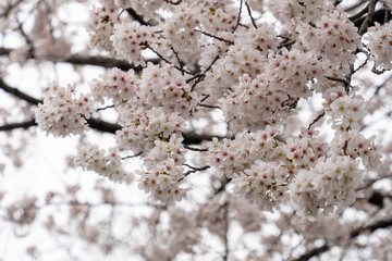 咲きほこるサクラの花