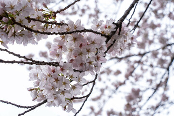サクラの花を下から眺めて撮影した写真