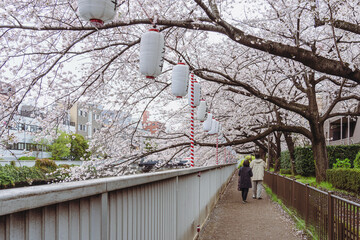 川沿いの満開の桜と散歩する老夫婦の後ろ姿