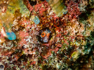 Roughhead blenny (Acanthemblemaria aspera) with orange eyes in the Carribbean, Roatan, Bay Islands, Honduras