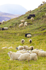 Fototapeta premium Icelandic Sheep Graze in the Mountain Meadow, Group of Domestic Animal in Pure and Clear Nature. Beautiful Icelandic Highlands. Ecologically Clean Lamb Meat and Wool Production. Scenic Area