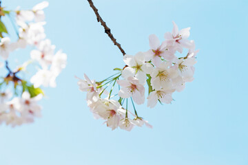 Naklejka premium さくら