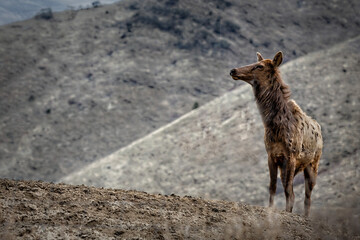 Elk Listening to the Wind