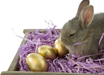 Naklejka premium Bunny with Easter eggs in nest