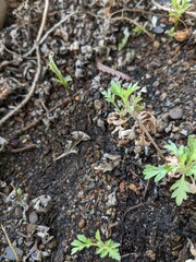 The growing young leaves of Asiatic wormwood (Artemisia indica) on the wild muds in early spring. It can be used as traditional chinese medicine herbs, photoed in Tainan, Taiwan.