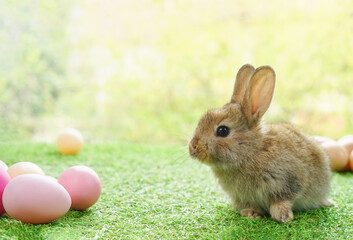 one adorable baby  bunny with easter eggs, brown rabbit in nature