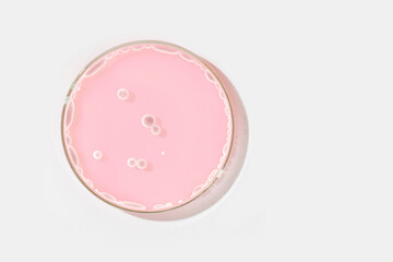 Obraz na płótnie Canvas Petri dish on a light background. With light rocks in a pink liquid. grown in the laboratory. Sensitivity of bacteria or viruses to antibiotics. Mold. Mushrooms