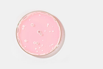 Petri dish on a light background. With light rocks in a pink liquid. grown in the laboratory. Sensitivity of bacteria or viruses to antibiotics. Mold. Mushrooms