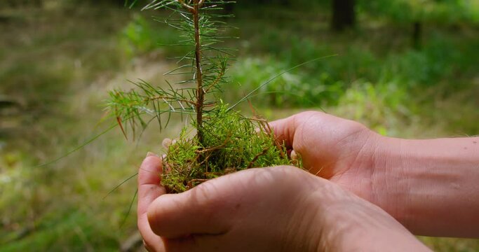 Pine tree planting Earth Day. Small spruce in human hands with coniferous green forest background. Seedling concept. Save the Planet.
