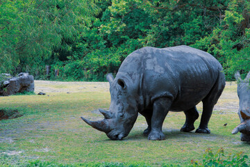 white rhino grazing on grass surrounded by green trees and bushes.