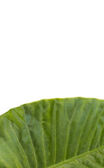 Close-up of green patterned plant leaf 