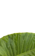 Gordijnen Close-up of green patterned plant leaf  © vectorfusionart
