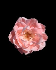 pink rose isolated on black