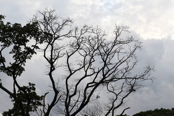 Dead tree in the forest with cloudy sky background,Thailand.