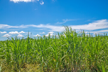 growing sugarcane plants against blue cloudy sky.