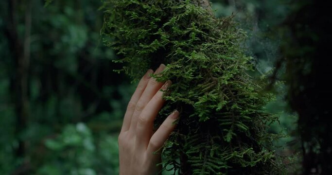 Female fingers gently touch tree bark covered in green lush moss. Dark laurel forest in Anaga Tenerife.