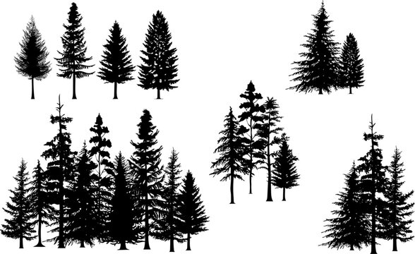 Pine trees vector illustration set. Black  tree outline.