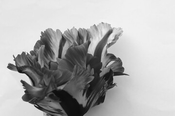 Kwiat Czerń i Biel 2 - obrazy, fototapety, plakaty