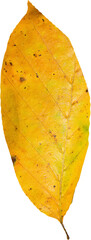 Close up of orange autumn leaf