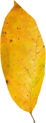 Gordijnen Close up of orange autumn leaf © vectorfusionart