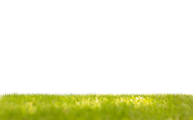 Fototapeta na wymiar Green grass on field