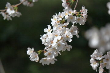 桜の花の接写