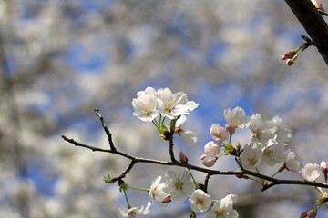 春の日差しに輝く桜