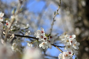 春の日差しに輝く桜