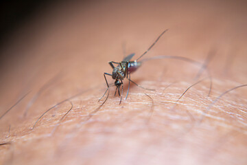 Aedes aegypti mosquito biting human skin, carrier of dengue and Zika virus. Close-up shot...