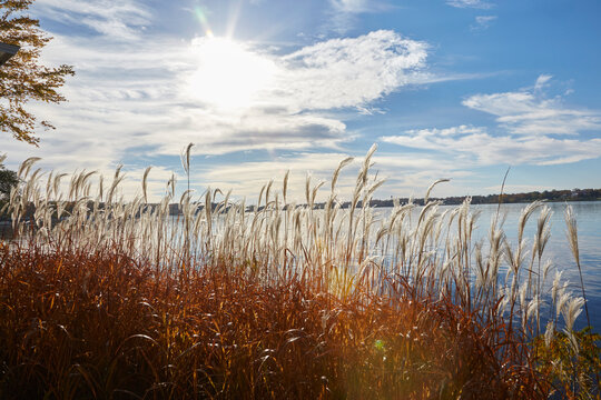 Long beautiful fall grasses growing next to a Minnesota lake on a sunny October day