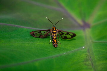 Moth resting on a green leaf, showcasing delicate wings and natural camouflage. Perfect for nature,...