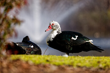 Female Muscovy duck relaxing by the Sunrise Community duck pond in Puyallup, Washington.