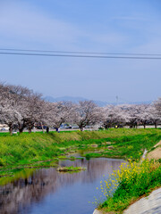 桜並木道