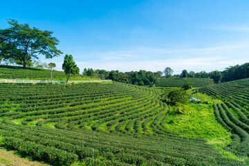 tea plantation on mountain in morning