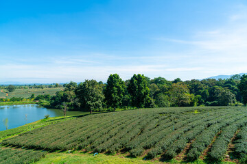 Obraz premium tea plantation on mountain in morning