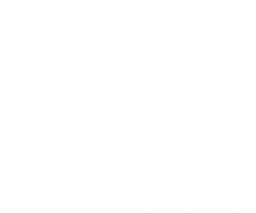 Decorated christmas tree