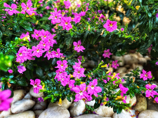 The purple flower color is beautiful