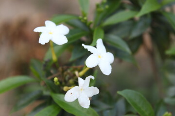 White jasmine flower in nature garden. (Jasmine Jasmine)