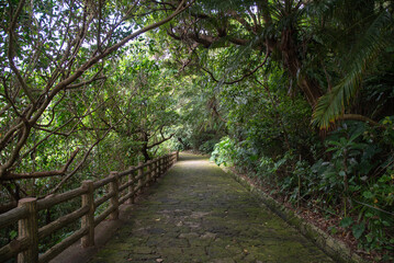 緑に囲まれた小道