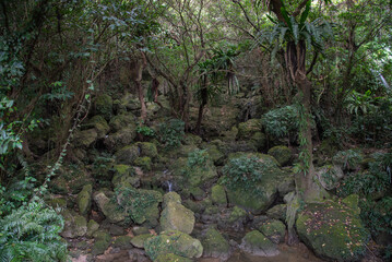 ジャングルの水源