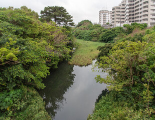 Fototapeta na wymiar マンションに隣接する自然の緑と池