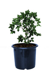Plant over white background