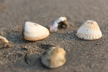 Seashell on the beach. Selective focus. Shallow depth of field.