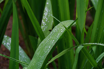 grass with dew drops