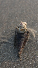 Seashell on the beach. Selective focus. Shallow depth of field.