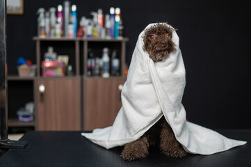 Cute brown mini poodle wrapped in a white towel after washing in a grooming salon.
