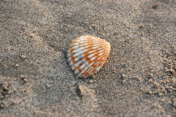 Sea shell on the sand close-up. Selective focus.